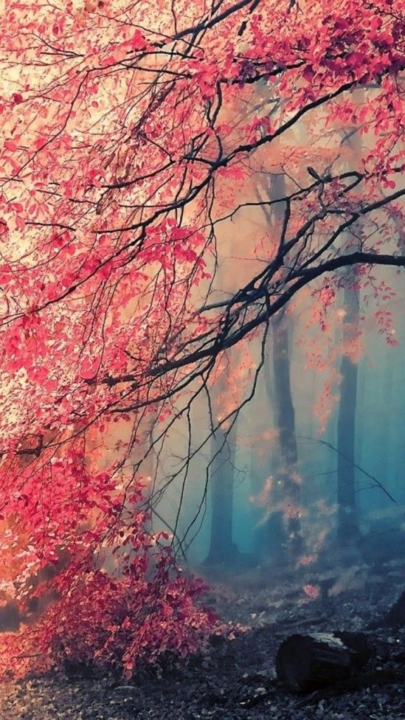 Download beautiful wallpapers for phone number
